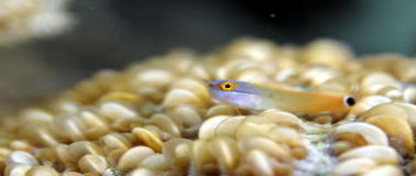 Blenny̒